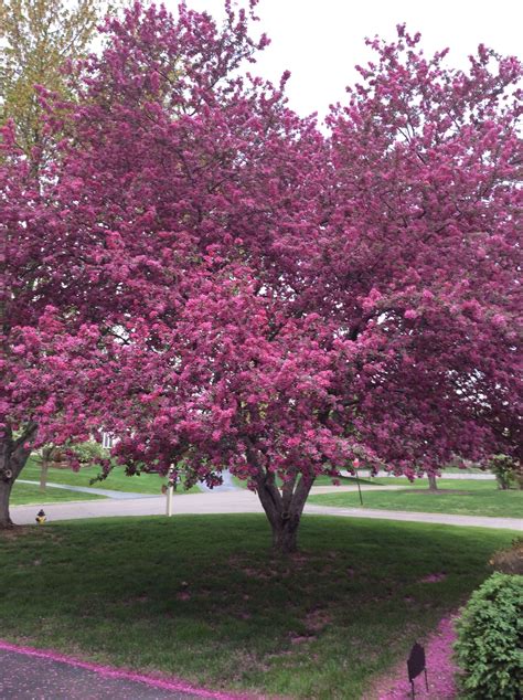 Feeding birds flowering crabapple trees flowering lilacs tree protectors tree pruning tree research tree sale tree sales tree spade truck tree trunk protectors tree trust tree wrap tree wraps trees. Flowering Crab apple | Crab apple, Garden, Outdoor