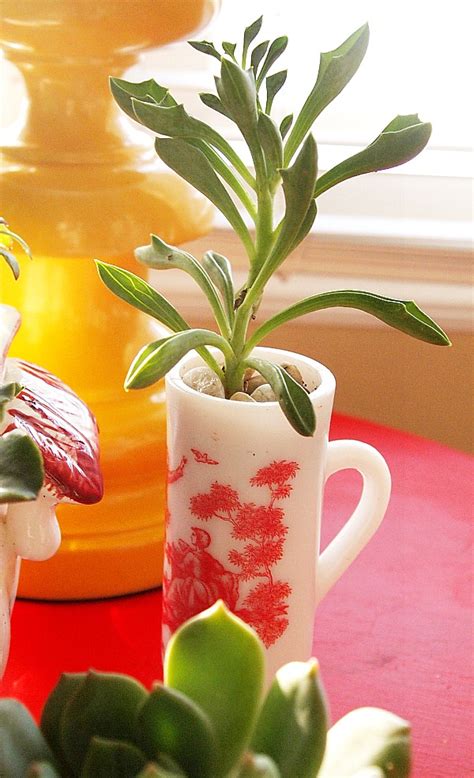 If you can get light, porous soil to use as the base, it will be great because that will make your work pretty easy. How To Make An Indoor Succulent Dish Garden