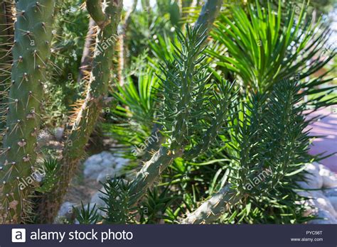 Consequences consisted of elaborate stunts, some done in the studio and others done outside, some completed on that week's episode and others taking a week or more and requiring the contestant to return when the stunt was completed. Banana Cactus Stock Photos & Banana Cactus Stock Images ...
