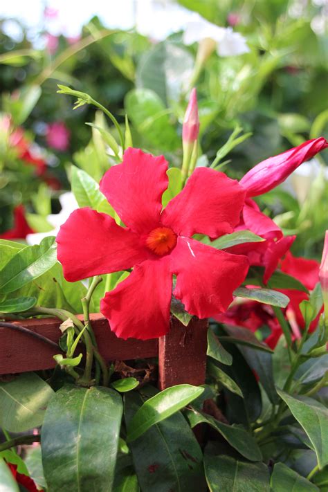We did not find results for: Mandevilla | Edible plants, Growing herbs indoors ...