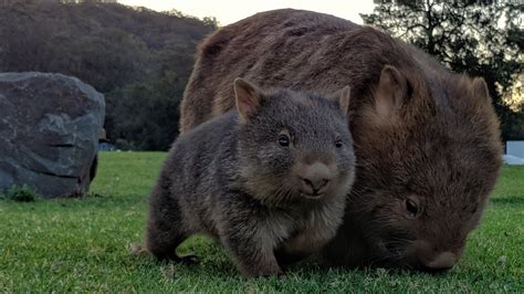 Kangaroo Valley Et Ses Wombats Youtube