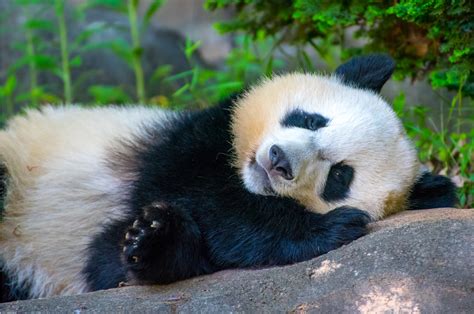 Sleeping Panda Panda Love Like Cute Follow Mf