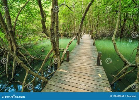 Wooden Bridge In A Mangrove Forest At Tung Prong Thong Rayong
