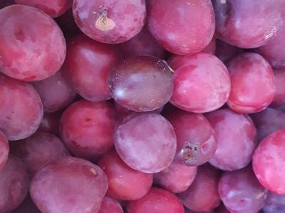 Thundercloud flowering plum tree has purple branches that begin to swell with endless flower buds. Plum Hawera - Springvale Garden Centre