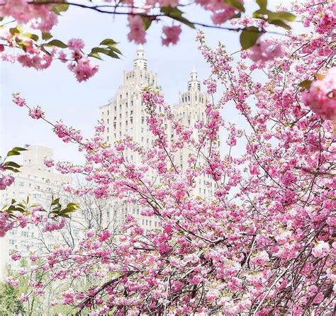 The Best Spots To Catch Nycs Cherry Blossoms In Bloom