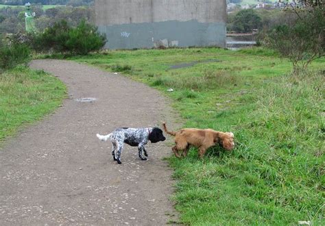 Jersey And Penny New Pup Skye And Finally Jay Bishopton Dog Walking