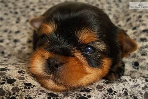 We would inspect our yorkie puppies, do the health checks, organize all the paperwork, and ensure we also service all surrounding states with yorkie puppies for sale. Katie | Blue, Brown Female Yorkshire Terrier For Sale in ...