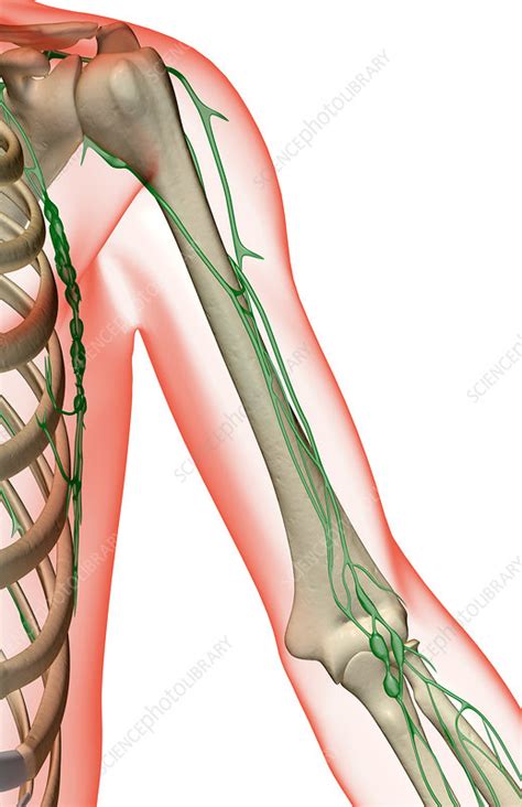 The Lymph Supply Of The Shoulder And Upper Arm Stock Image F001