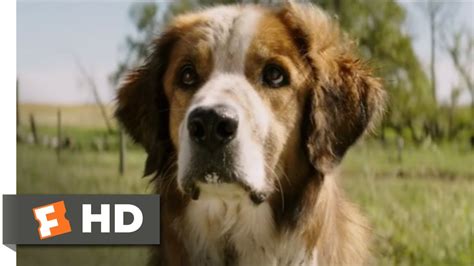 A Dogs Purpose 2017 I Found You Scene 810 Movieclips Youtube