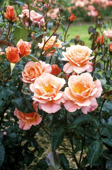 Fun Facts About Roses Things You Didnt Know About Roses
