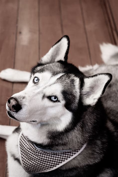 Whether you're having difficulty or finalizing your decision, these husky names might diesel, mack, sniff, yodel, scooper, duchess, and demon from snow dogs. Husky Dog Names - The best Husky Names for your Siberian ...