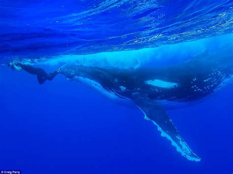 Fine art photography prints featuring humpback whales (megaptera novaeangliae). Humpback whale helps Australian photographer Craig Parry ...