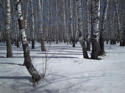 Siberian Birch Forest With Trees In The Snow In Winter Stock Photo