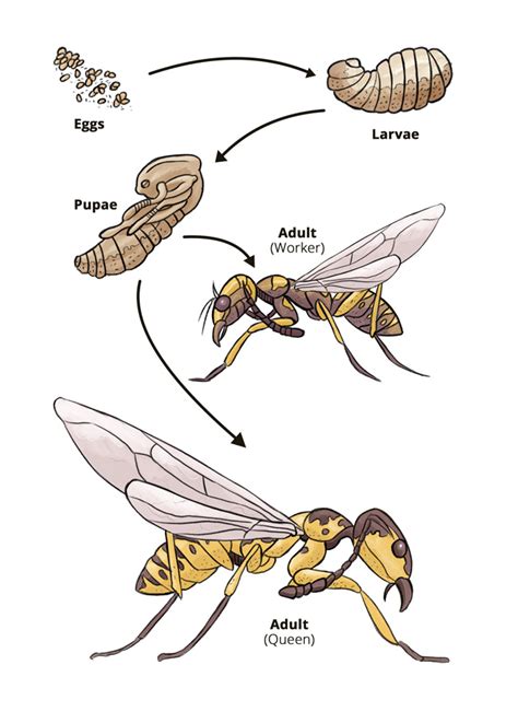 Wasp Life Cycle Hullternative