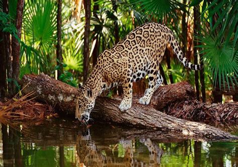 Los 30 Paisajes Naturales Más Sorprendentes De México Selva Lacandona