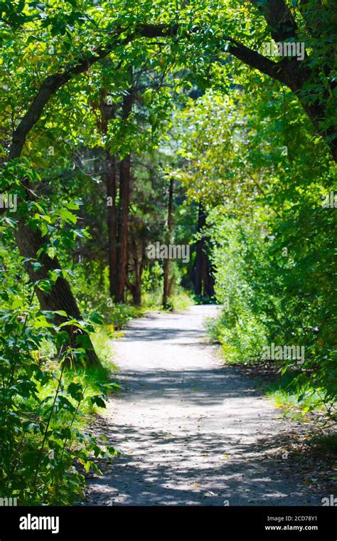 Peaceful Path Trail Through Green Trees With Branch Curved Over Path