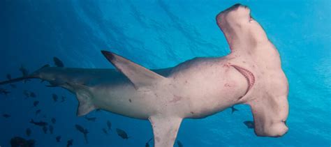 The Bizarre Looking Hammerhead Shark Critter Science