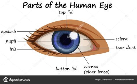 Diagram Showing Parts Of Human Eye Stock Vector Image By ©blueringmedia