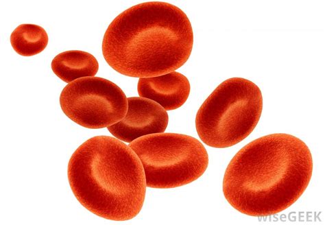 Blood Cells Drawing At Getdrawings Free Download