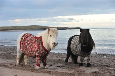 Browse 1,284 shetland pony stock photos and images available, or search for miniature pony or miniature horse to find more great stock photos and. Shetland Pony Breed Information, History, Videos, Baby ...