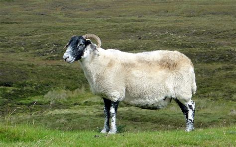Scotland Sheep A Photo On Flickriver