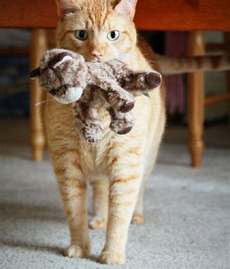 Ten Terrifying Cats Attacking Their Toy Plushies