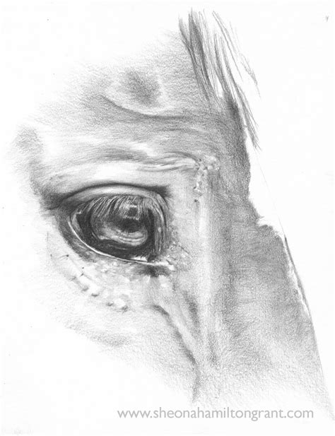 How To Render A Horses Eye In Pencil Bc Guides
