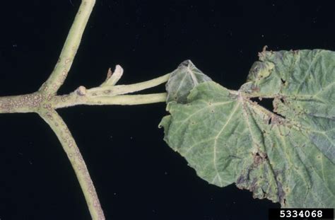 Rhizoctonia aerial blight or leaf spot occurs in the warmer months, which coincide with high moisture levels. Phyllosticta leaf spot (Phyllosticta paulowiae ) on ...