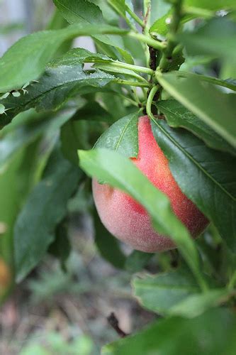 People frequently want to grow some type of fruit tree in a container, usually because of poor soil, improper climate, or lack of sufficient space, as is often the case around. Dwarf Fruit Trees for Small-Space Gardens