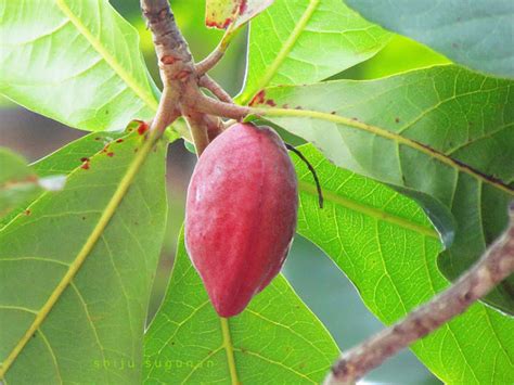 Escribe que significa para ti la palabra bienestar. Cranium Bolts: Almond fruit