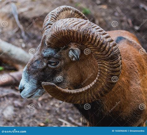 Mouflon Ovis Orientalis Very Close Up Photos Mammal Stock Photo