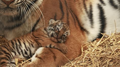 Making Its Debut To The World The Magical Moment Tiger Cub Opens His
