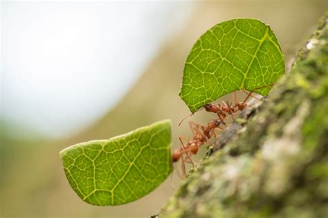 Leaf Cutter Ant Atta Sp Kars Klein Wolterink Flickr