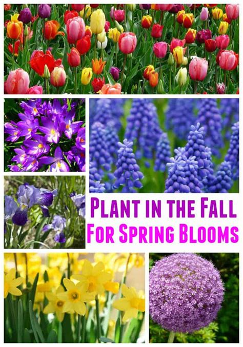 These are the best flower to plant for spring. Best Fall Bulbs for Spring Blooms