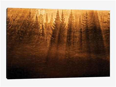 canada ontario kenora backlit tree sh canvas art jaynes gallery