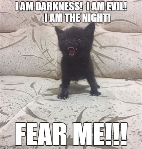 Evil Kitten Imgflip