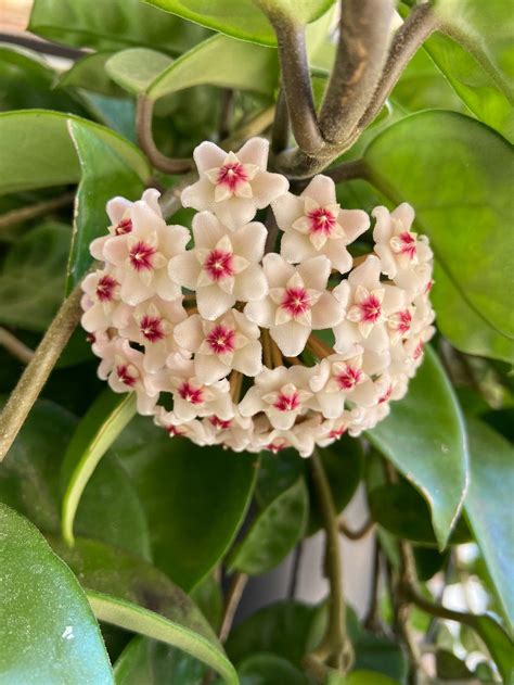 Hoya Plant Wax Plant Plants Hoya Plants Flower Meanings