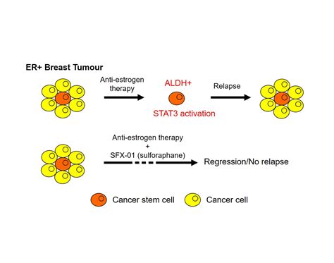 Targeting Stat3 Inhibits Endocrine Resistant Stem Cells In Er Breast