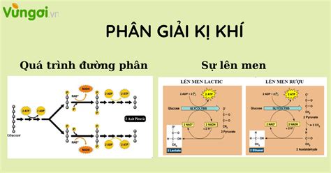 Ph N Gi I K Kh Sinh