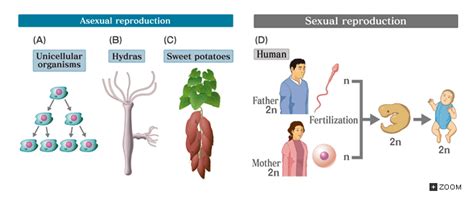 Warm Up What Is The Difference Between Sexual And Asexual Reproduction Fowlerbiology