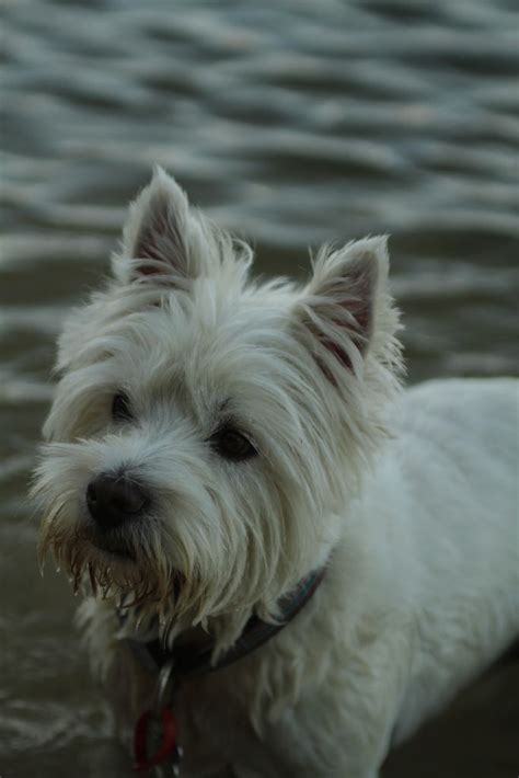 Wetstie West Highland Terrier Westies White Dogs