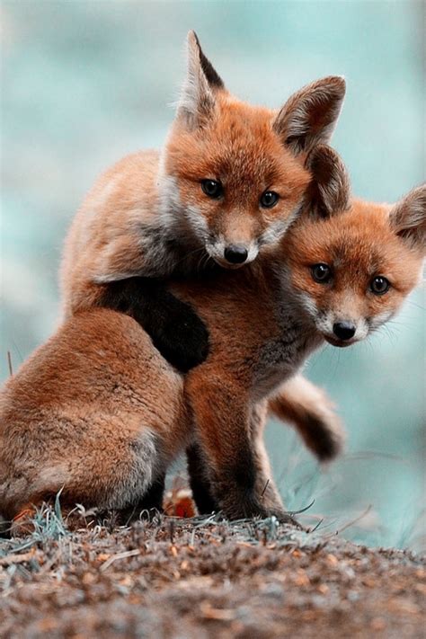 Free Download Animals Foxes Mobile Wallpaper Mobiles Wall Present Of
