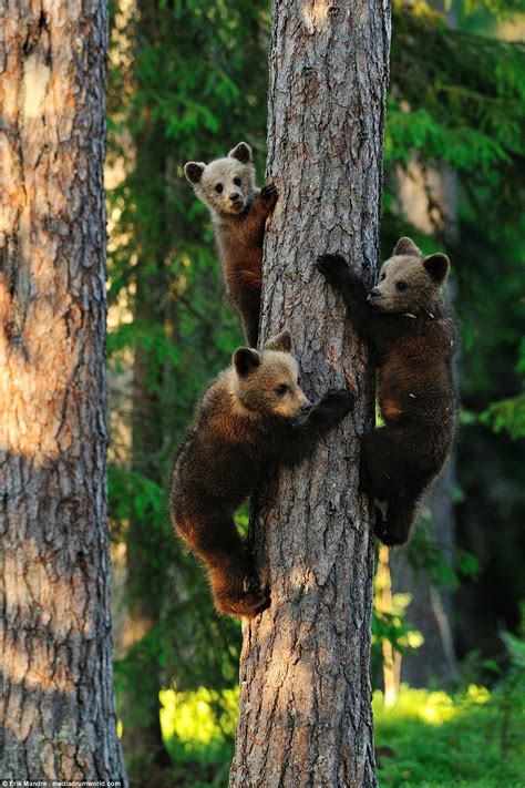 Erik Mandre Photographs A Bear Watching Her Cubs Climb Trees And Play