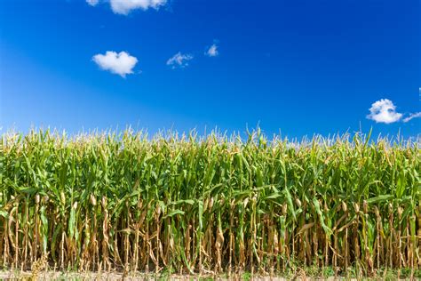 Corn Field Background Free Stock Photo Public Domain Pictures