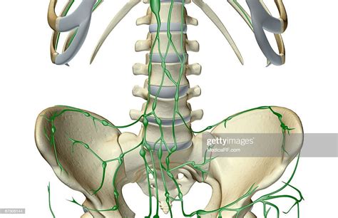 The Lymph Supply Of The Pelvis High Res Vector Graphic Getty Images