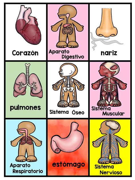 Tarjetas Para Trabajar El Cuerpo Humano En Infantil Y Primaria Page Hot Sex Picture