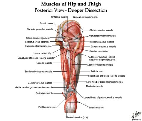 It joins the lower limb to the pelvic girdle. Upper and Lower Limbs Muscles,Skeleton,Knee joint,Hip ...