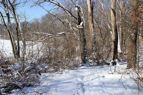 Strolling The Winter Woods Photograph By Scott Kingery Fine Art America
