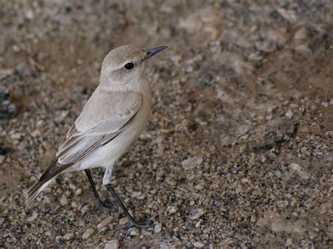 Pin by Jane Gilbert on Aves (CL)—Birds | Animals, Birds, Bird