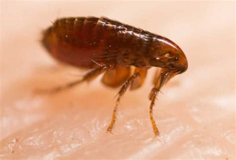 How Long Do Fleas Live On Humans